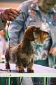 Crufts2011_2 1337